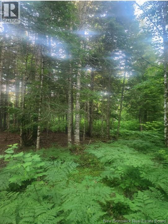 37.8 Hec Bettsburg Road, Bettsburg, New Brunswick  E9C 1L1 - Photo 11 - NB132948