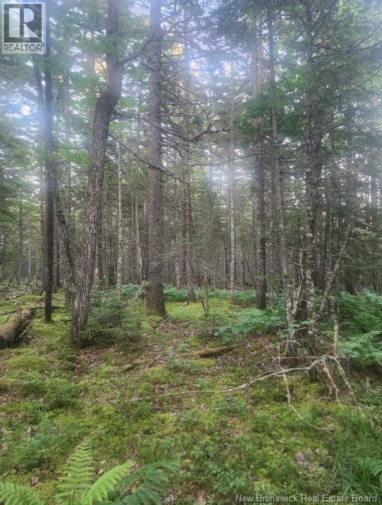 37.8 Hec Bettsburg Road, Bettsburg, New Brunswick  E9C 1L1 - Photo 13 - NB132948