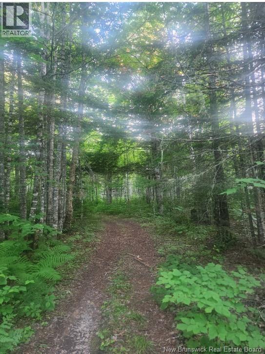 37.8 Hec Bettsburg Road, Bettsburg, New Brunswick  E9C 1L1 - Photo 14 - NB132948