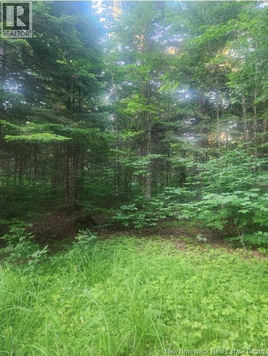 37.8 Hec Bettsburg Road, Bettsburg, New Brunswick  E9C 1L1 - Photo 5 - NB132948