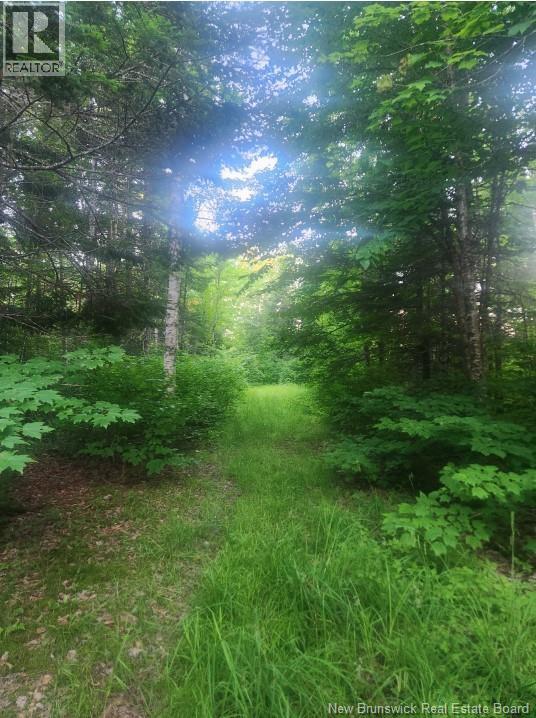 37.8 Hec Bettsburg Road, Bettsburg, New Brunswick  E9C 1L1 - Photo 6 - NB132948