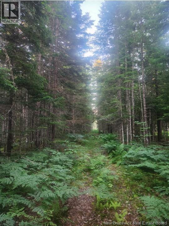 37.8 Hec Bettsburg Road, Bettsburg, New Brunswick  E9C 1L1 - Photo 7 - NB132948