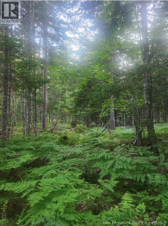 37.8 Hec Bettsburg Road, Bettsburg, New Brunswick  E9C 1L1 - Photo 8 - NB132948