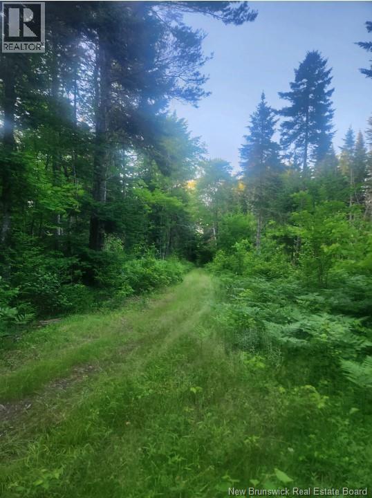 37.8 Hec Bettsburg Road, Bettsburg, New Brunswick  E9C 1L1 - Photo 9 - NB132948