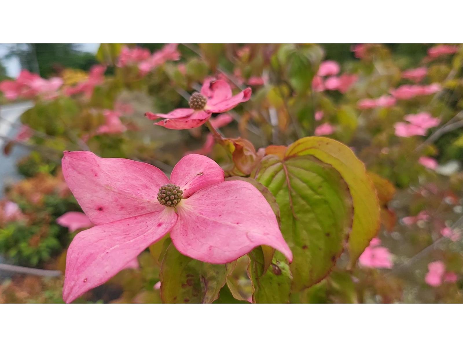 12041 Coughlin Court, Mission, British Columbia  V4S 1C3 - Photo 35 - R3085006