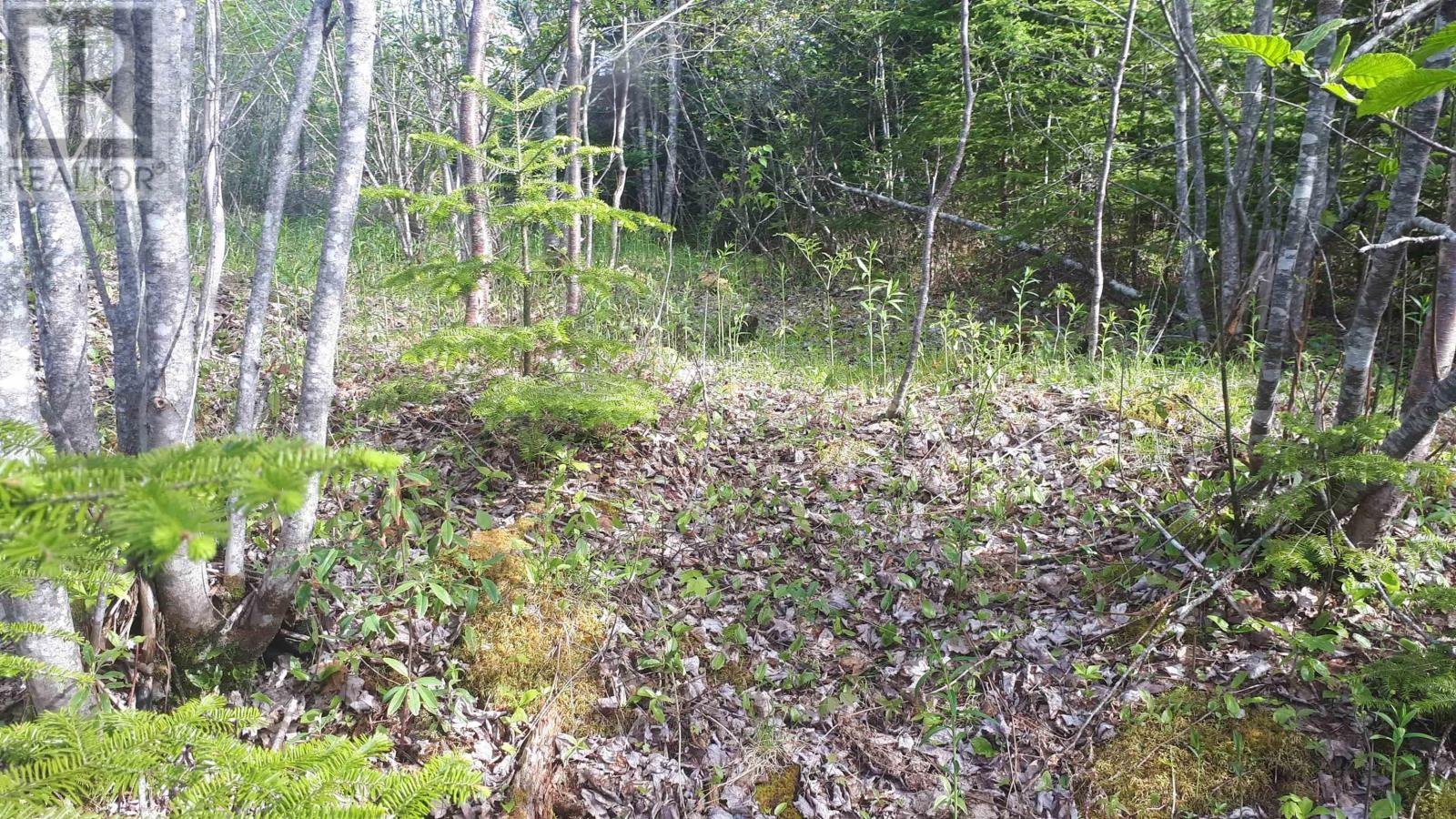 Lot 15 Walkerville Rd.,, Walkerville, Nova Scotia  B0E 1J0 - Photo 12 - 202601830