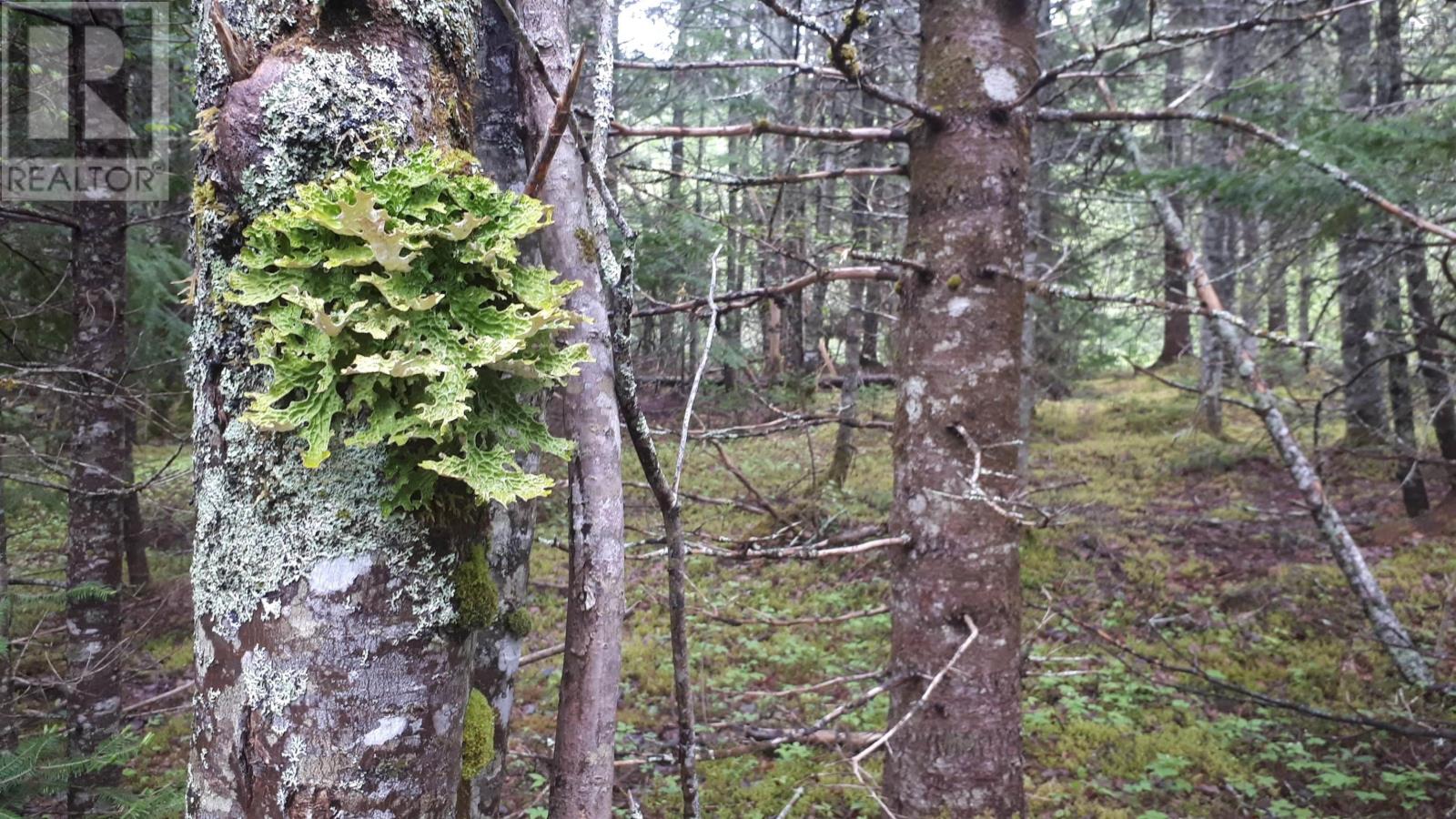 Lot 15 Walkerville Rd.,, Walkerville, Nova Scotia  B0E 1J0 - Photo 14 - 202601830