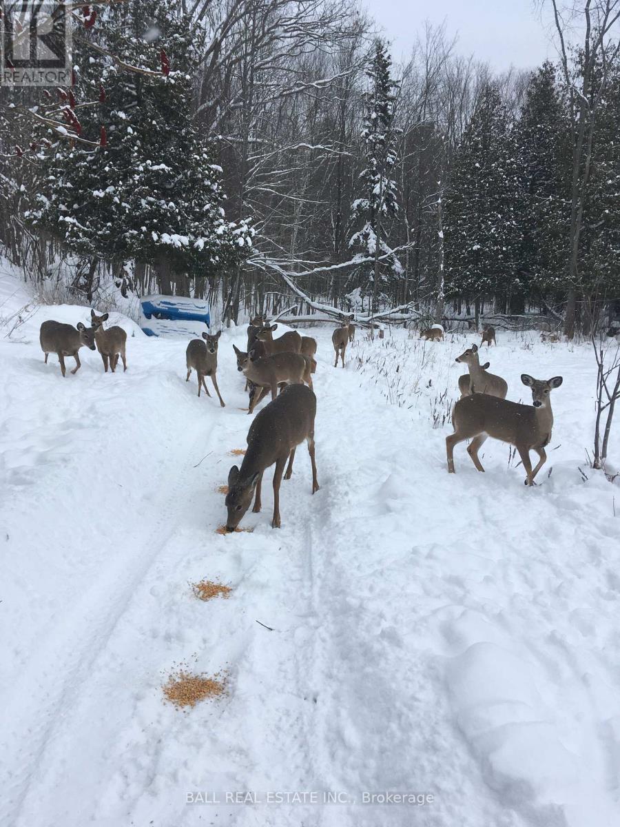 50 Fire Route 10b, North Kawartha, Ontario  K0L 3E0 - Photo 50 - X12747646