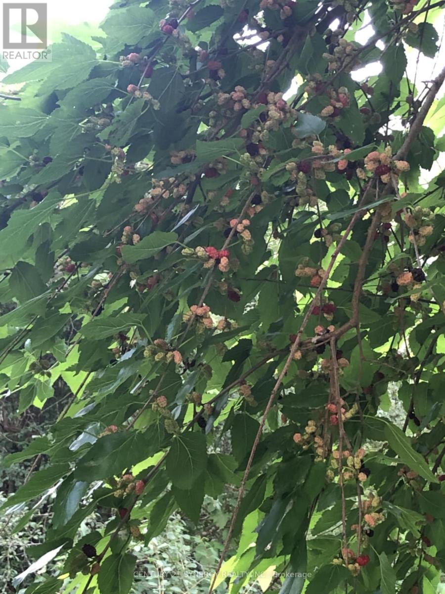 146 Wolford Ctr Road, Merrickville-Wolford, Ontario  K0G 1N0 - Photo 37 - X12731528