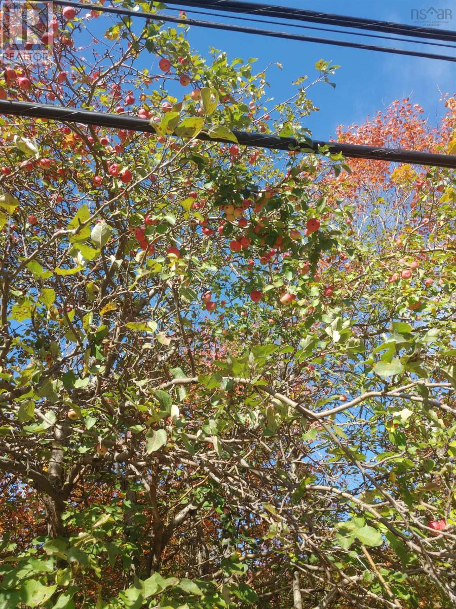 740 Willow Street, Hilden, Nova Scotia  B2N 5H2 - Photo 21 - 202601914