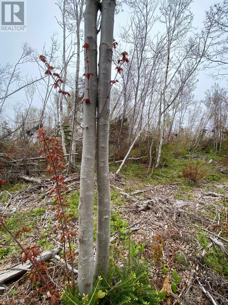 Lot Cape Road, North Rustico, Prince Edward Island  C0A 1X0 - Photo 10 - 202601893