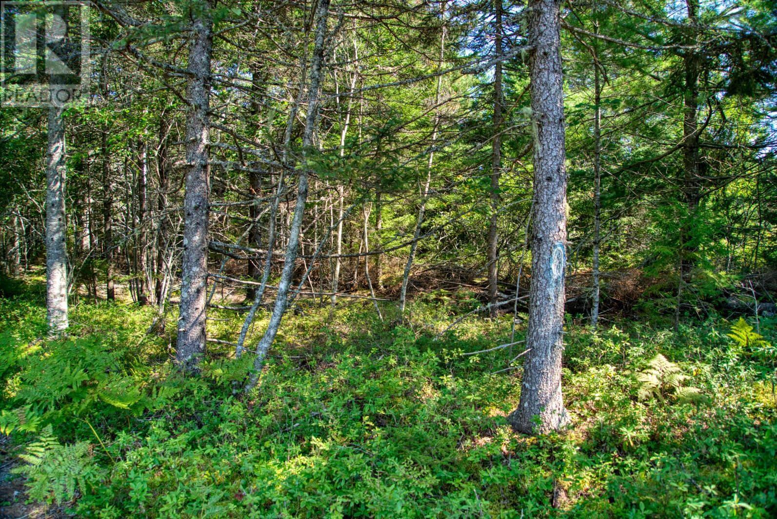Lot 5 Cooks Brook, Bayport, Nova Scotia  B0J 2C0 - Photo 9 - 202601189