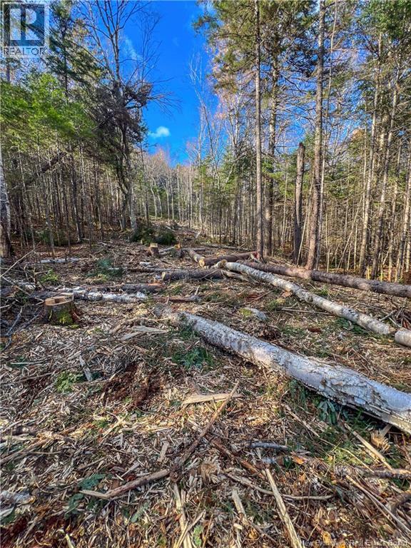 Land Chamcook Lake No. 1 Road, Chamcook, New Brunswick  E5B 2Z4 - Photo 12 - NB132987