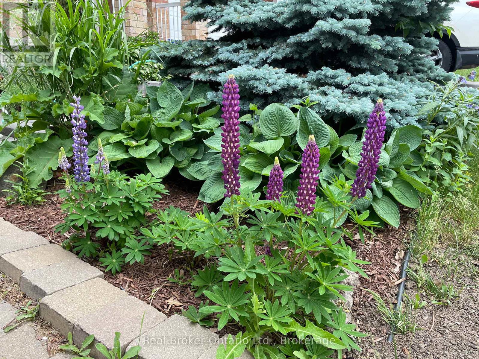 16 Darnell Road, Guelph, Ontario  N1G 5K3 - Photo 41 - X12751248