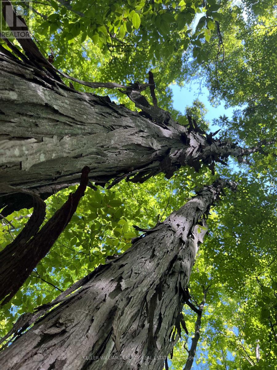 122 Ivy Ridge Road, Prince Edward County, Ontario  K0K 1T0 - Photo 24 - X12752110