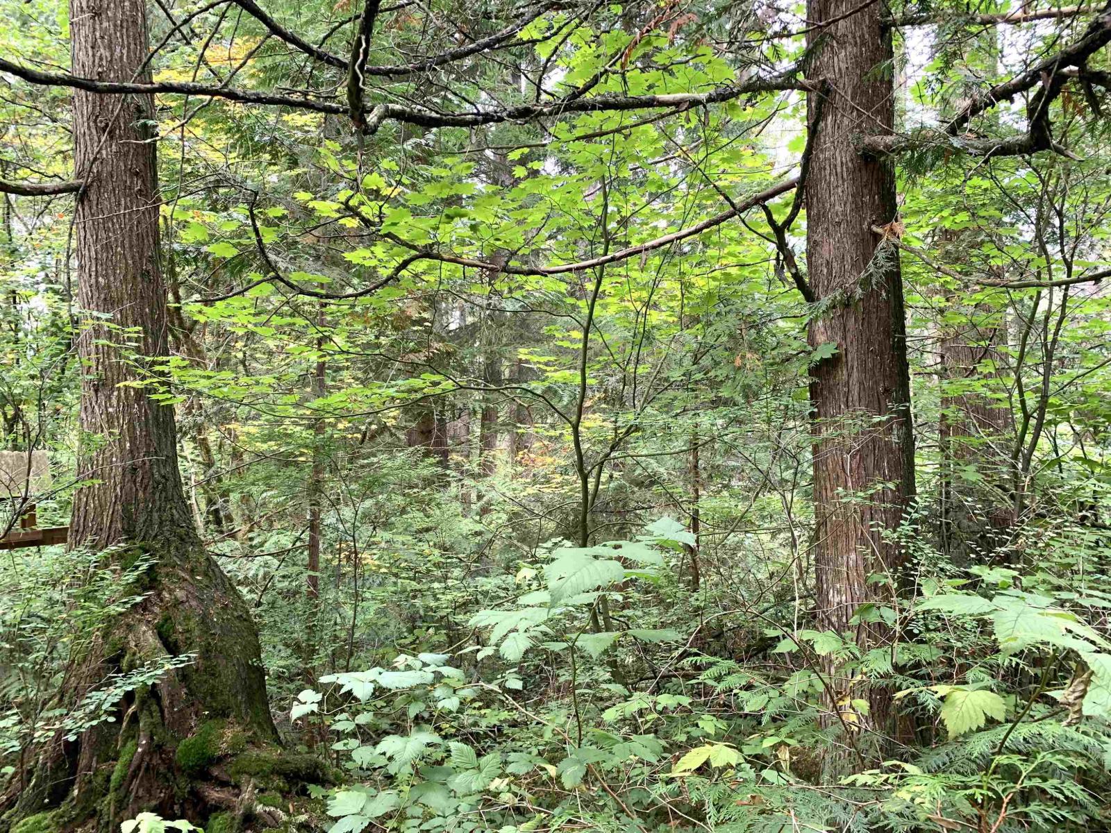 29933 Anderson Avenue, Mission, British Columbia  V4S 1H9 - Photo 15 - R3085145