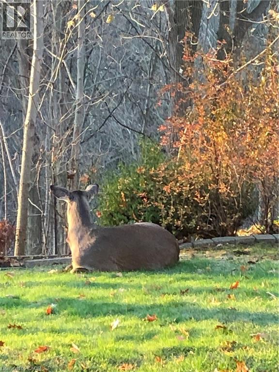 97 Robinhood Drive, Dundas, Ontario  L9H 4G2 - Photo 49 - 40802469