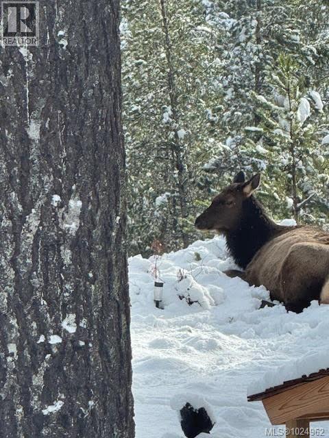 517 Burman Crt, Gold River, British Columbia  V0P 1G0 - Photo 27 - 1024962