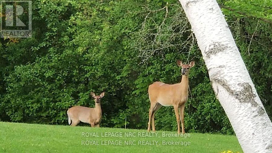 81 Riverview Boulevard, St. Catharines, Ontario  L2T 3L9 - Photo 3 - X12754984