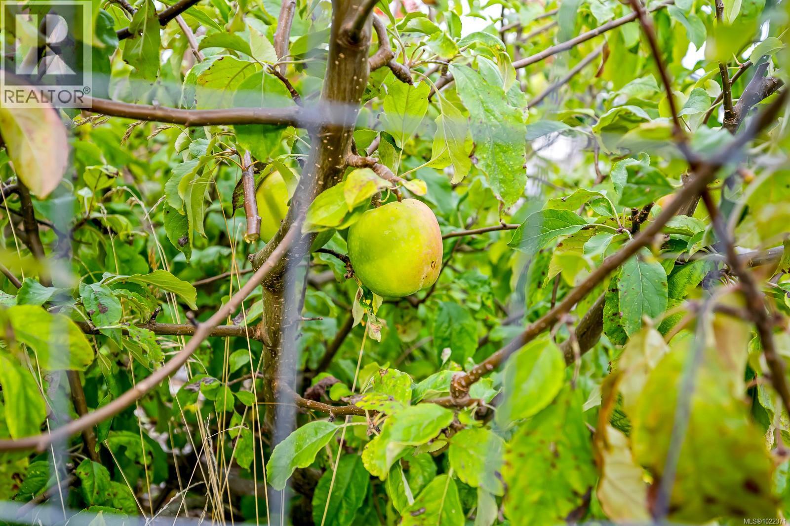 279 Michigan Dr, Campbell River, British Columbia  V9H 0C7 - Photo 41 - 1022371