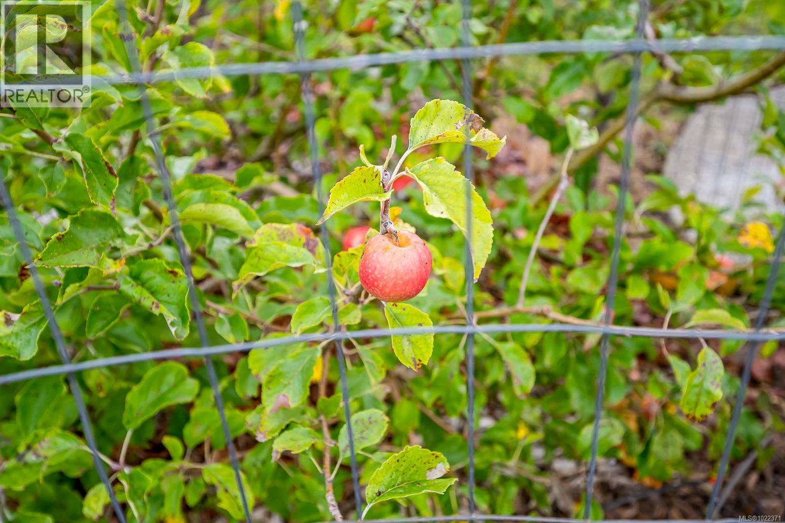 279 Michigan Dr, Campbell River, British Columbia  V9H 0C7 - Photo 40 - 1022371