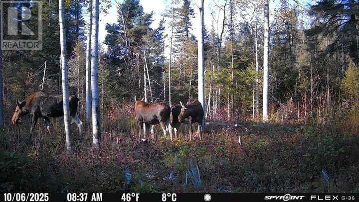 374 Seguin, Chelmsford, Ontario  P0M 1L0 - Photo 36 - 2126311
