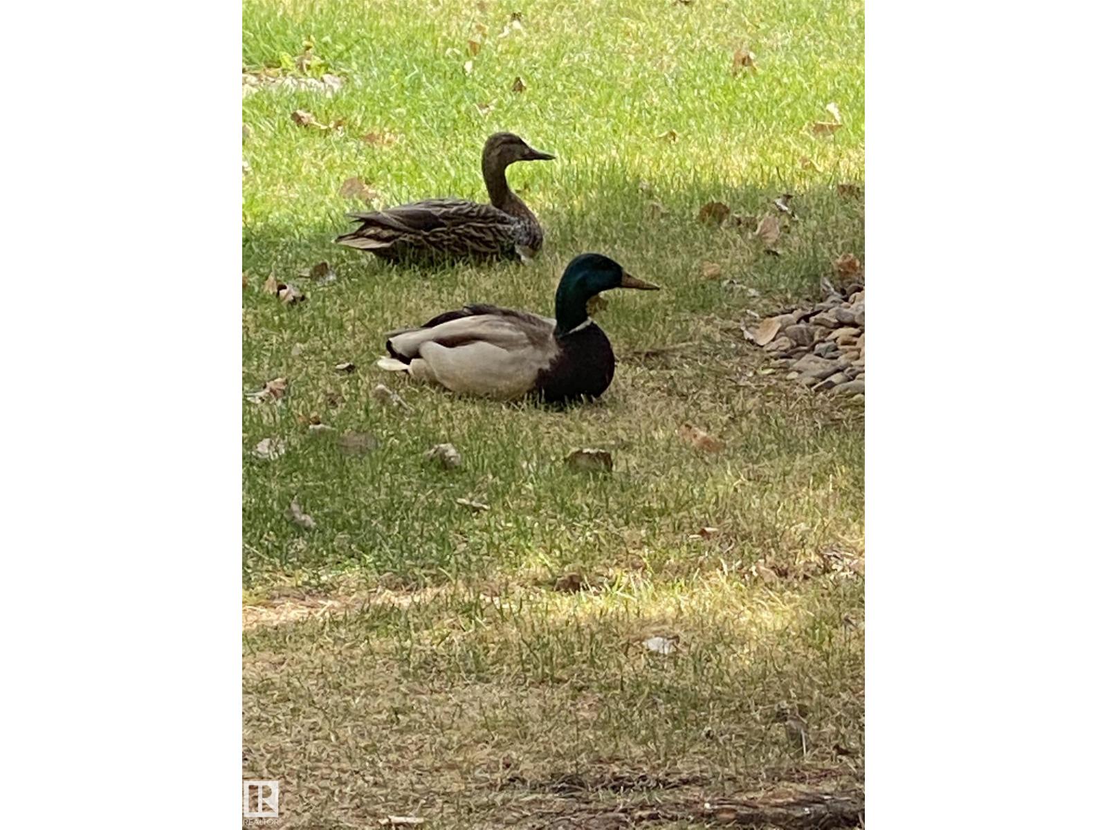 #315 592 Hooke Rd Nw, Edmonton, Alberta  T5A 5H2 - Photo 53 - E4471081