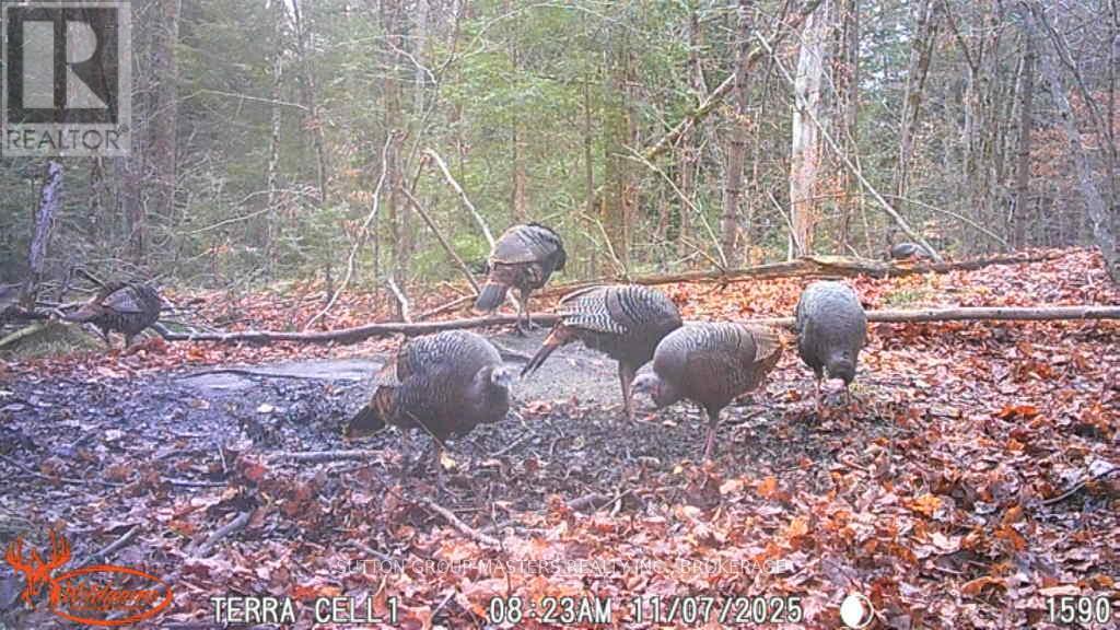 191 Fifth Concession Road S, Addington Highlands, Ontario  K0H 1P0 - Photo 46 - X12760754