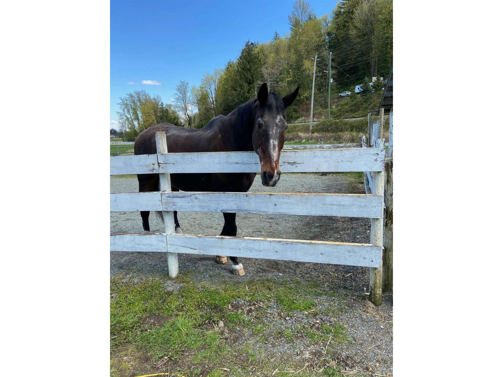 3996 Eckert Street, Yarrow, Yarrow, British Columbia  V2R 5J6 - Photo 25 - R3085513