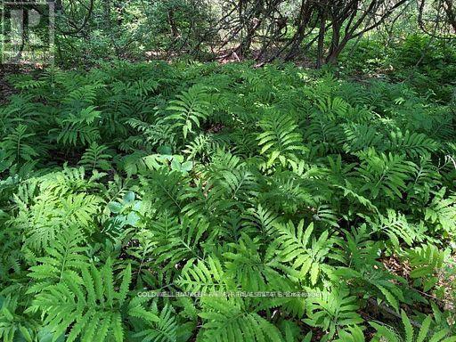 0 Lakeport Road, Alnwick/haldimand, Ontario  K0K 1S0 - Photo 13 - X12290648