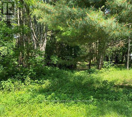 0 Lakeport Road, Alnwick/haldimand, Ontario  K0K 1S0 - Photo 12 - X12290648