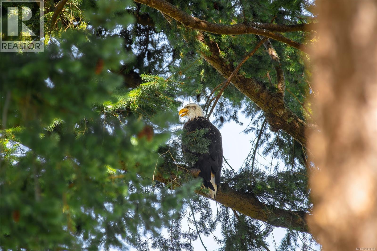 1093 Ash St, Campbell River, British Columbia  V9W 1G6 - Photo 13 - 1013131