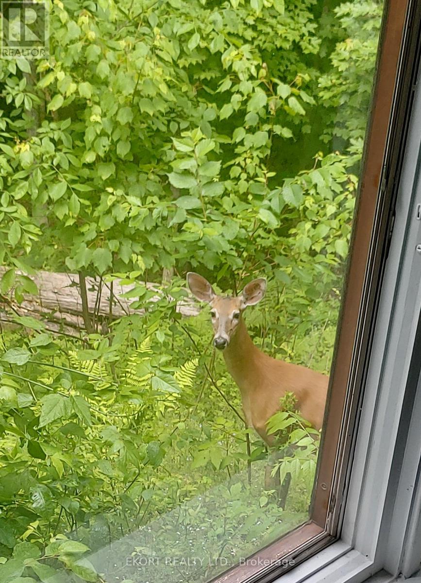 41 Maple Street, Bancroft, Ontario  K0L 1C0 - Photo 44 - X12728006