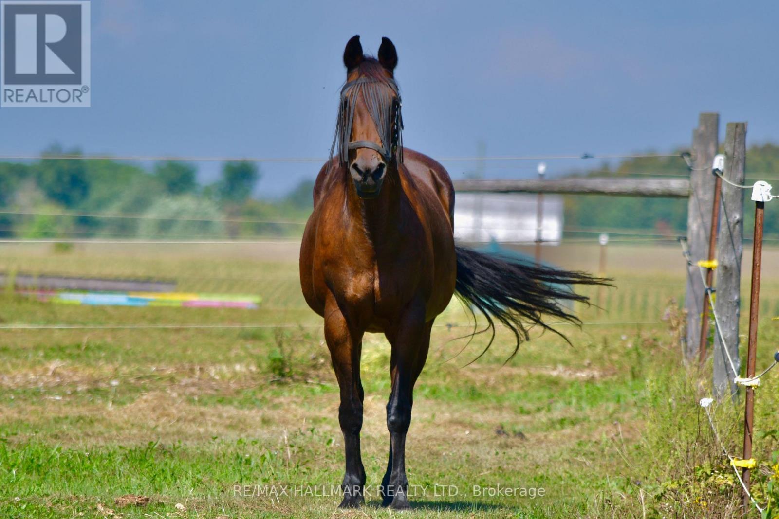 18555 Highway 12, Scugog, Ontario  L0C 1B0 - Photo 37 - E12770540