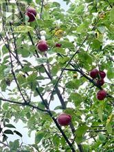 326 Cressy Bayside Road, Prince Edward County (North Marysburgh), Ontario  K0K 2T0 - Photo 47 - X12770718