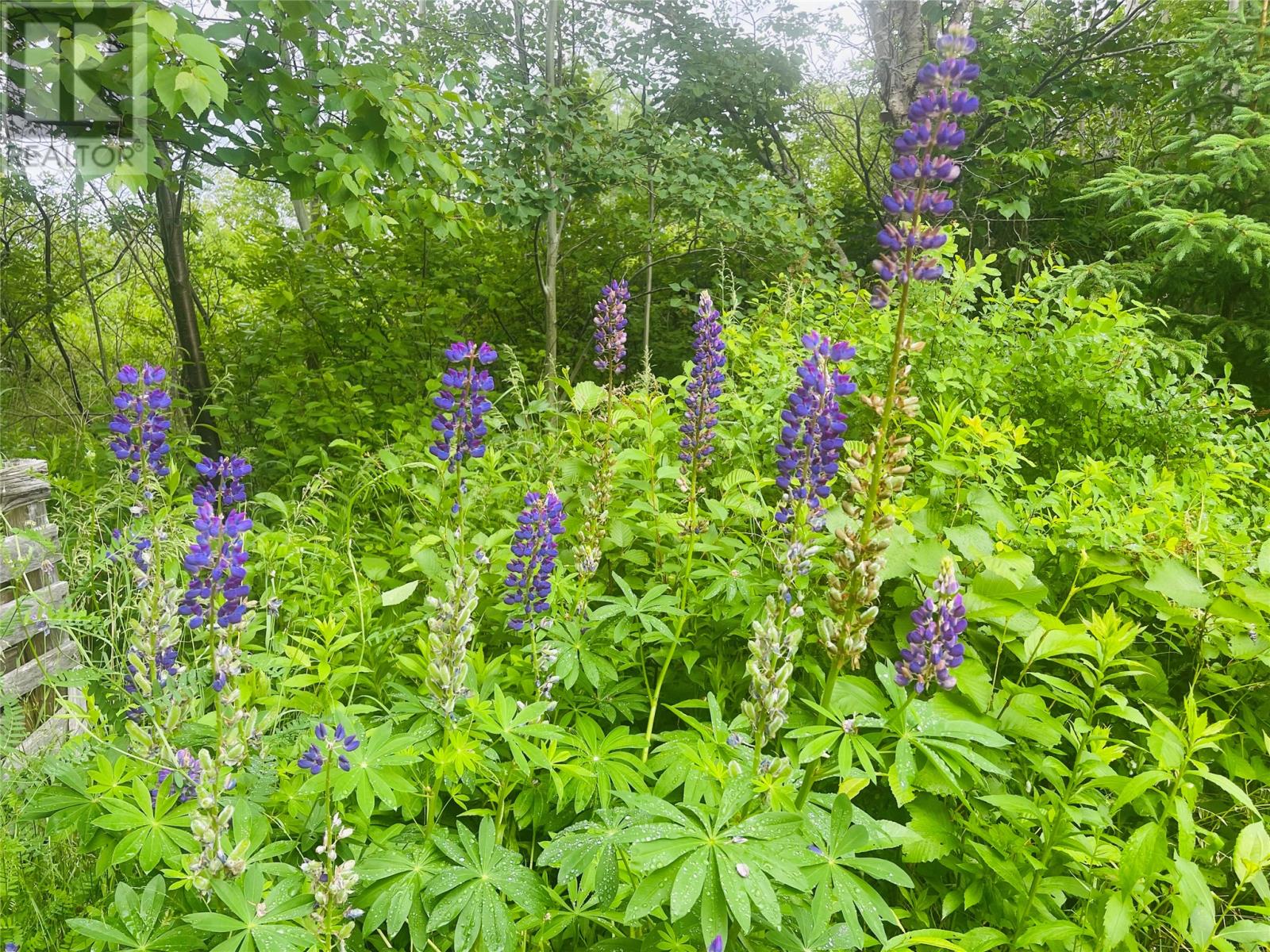 26 Main Road, Hare Bay, Newfoundland & Labrador  A0G 2P0 - Photo 27 - 1287433