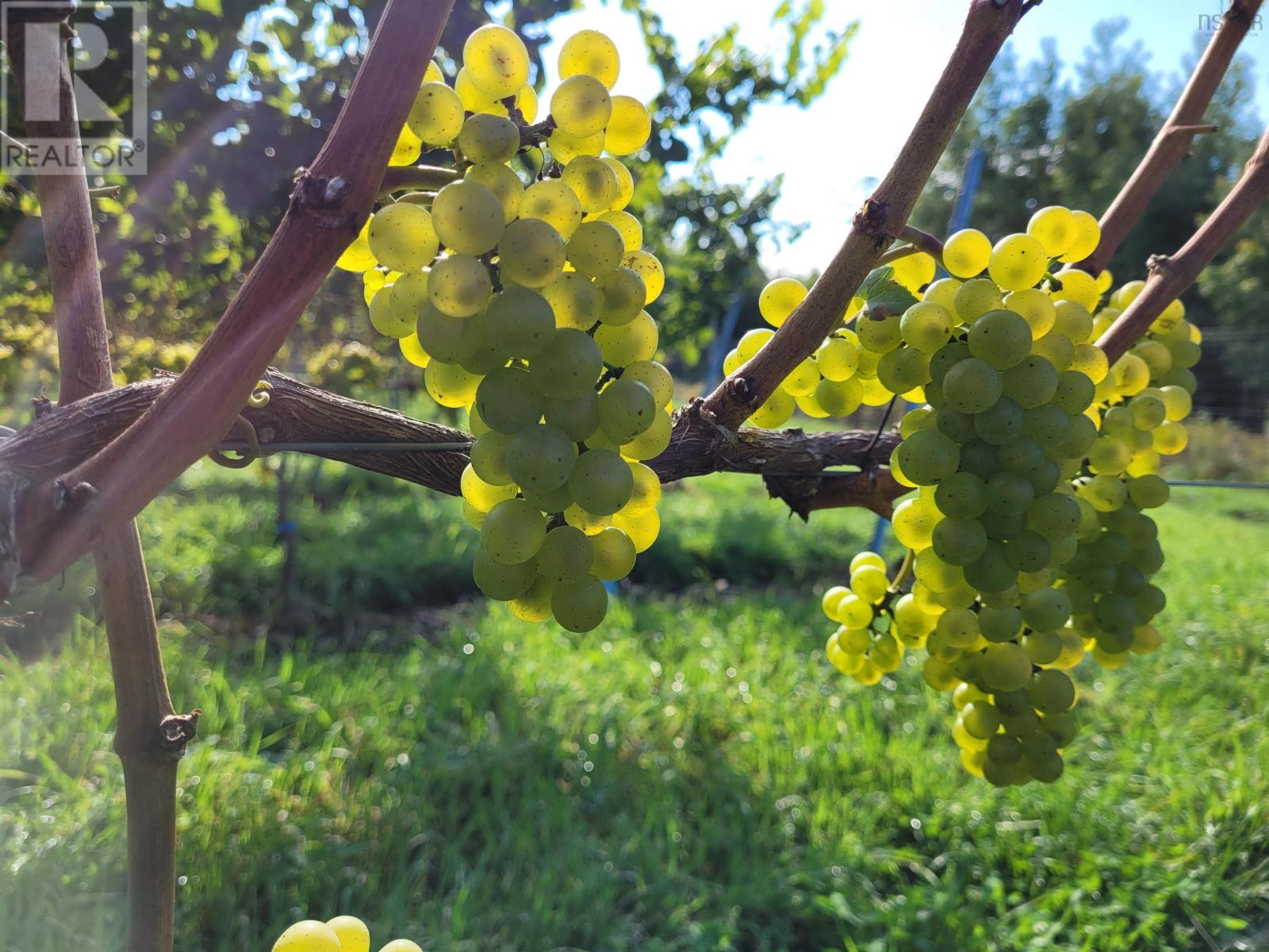 4113 Highway 340, Carleton, Nova Scotia  B5A 5N9 - Photo 36 - 202529196