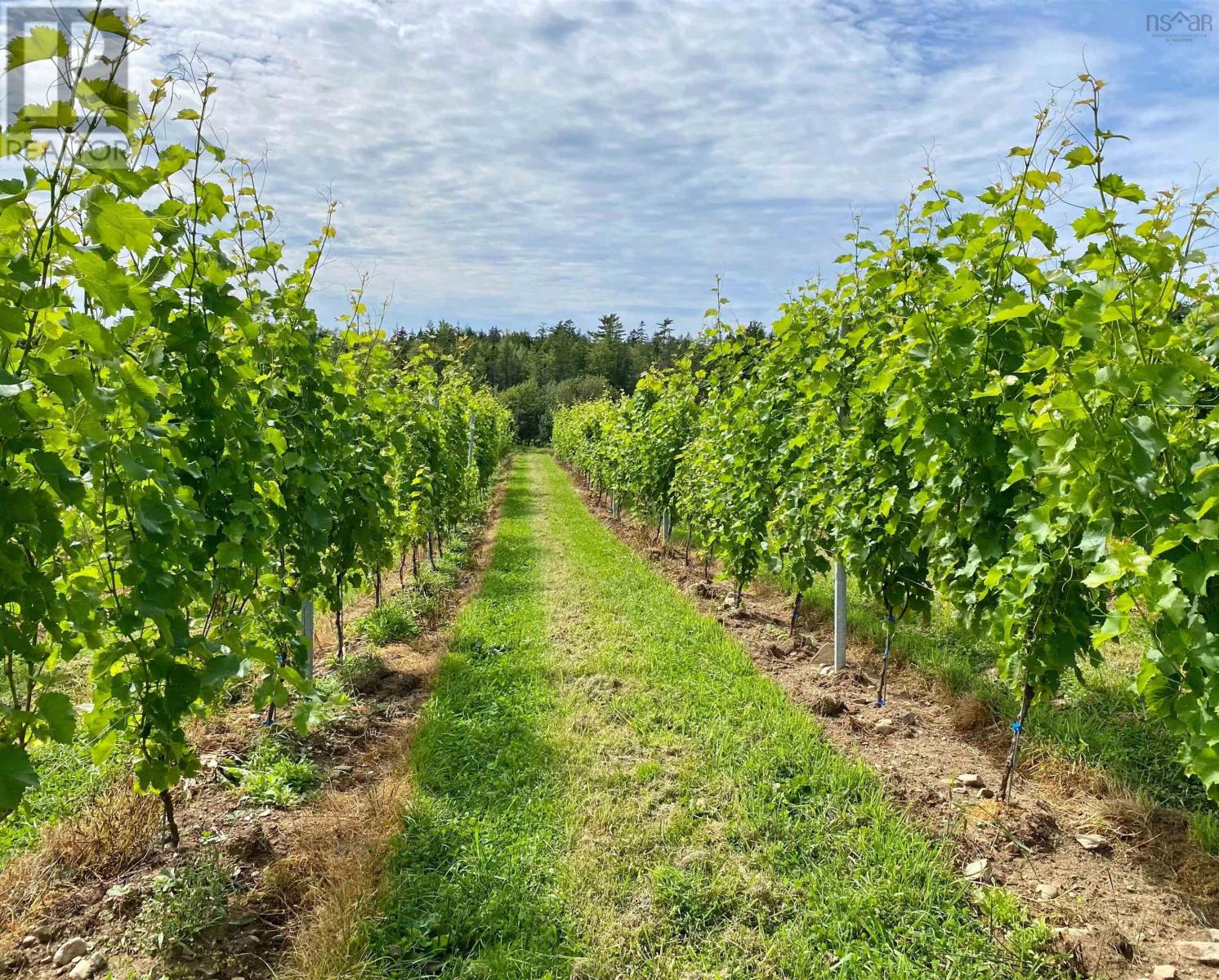 4113 Highway 340, Carleton, Nova Scotia  B5A 5N9 - Photo 5 - 202529196