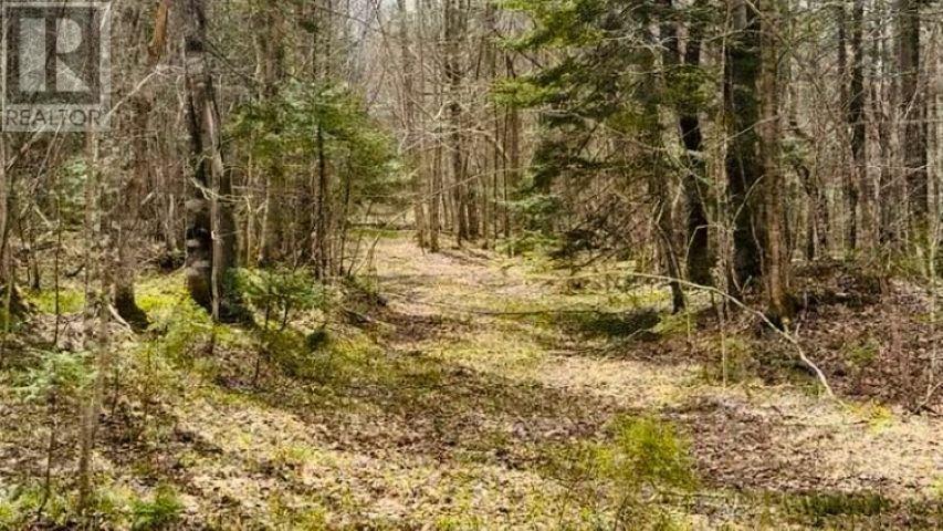 161 Acres 252 Highway, Mabou, Nova Scotia  B0E 1X0 - Photo 3 - 202602510