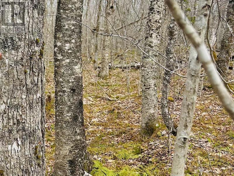 161 Acres 252 Highway, Mabou, Nova Scotia  B0E 1X0 - Photo 4 - 202602510