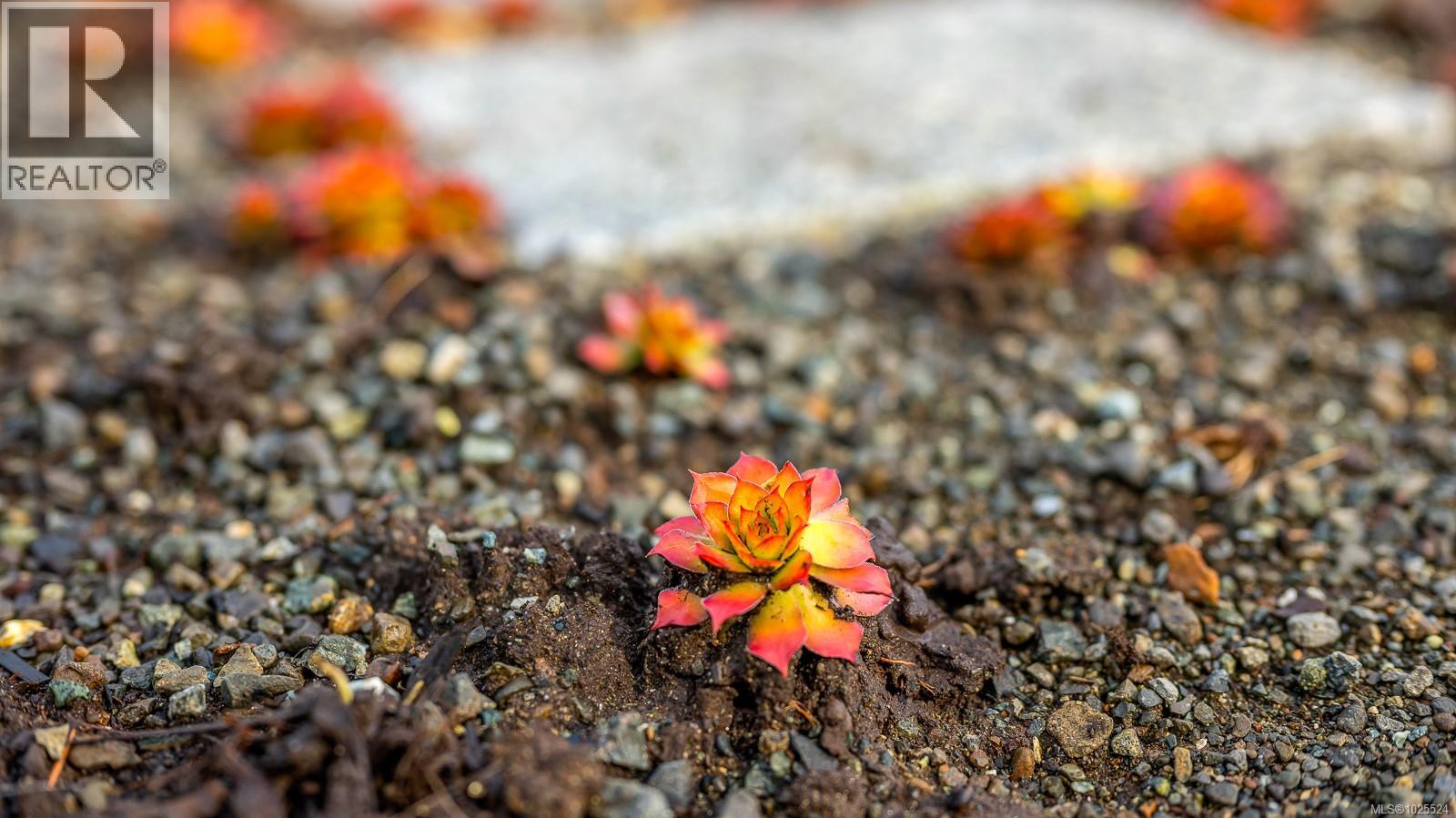 3767 Maple Lane, Royston, British Columbia  V0R 2V0 - Photo 58 - 1025524