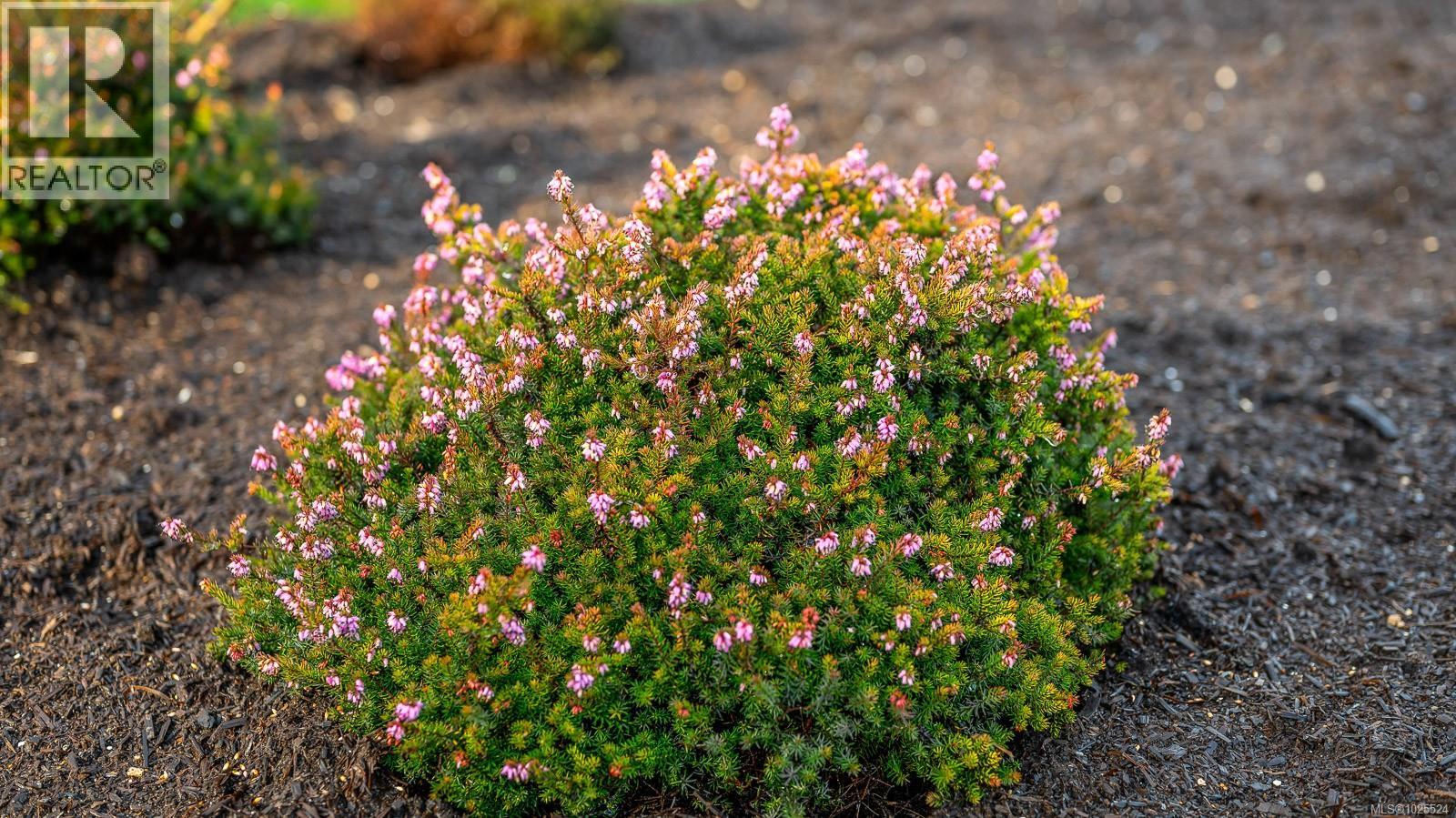 3767 Maple Lane, Royston, British Columbia  V0R 2V0 - Photo 55 - 1025524