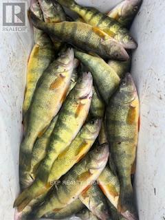 3214 St. Clair Road, Lakeshore, Ontario  N0R 1N0 - Photo 41 - X12773708