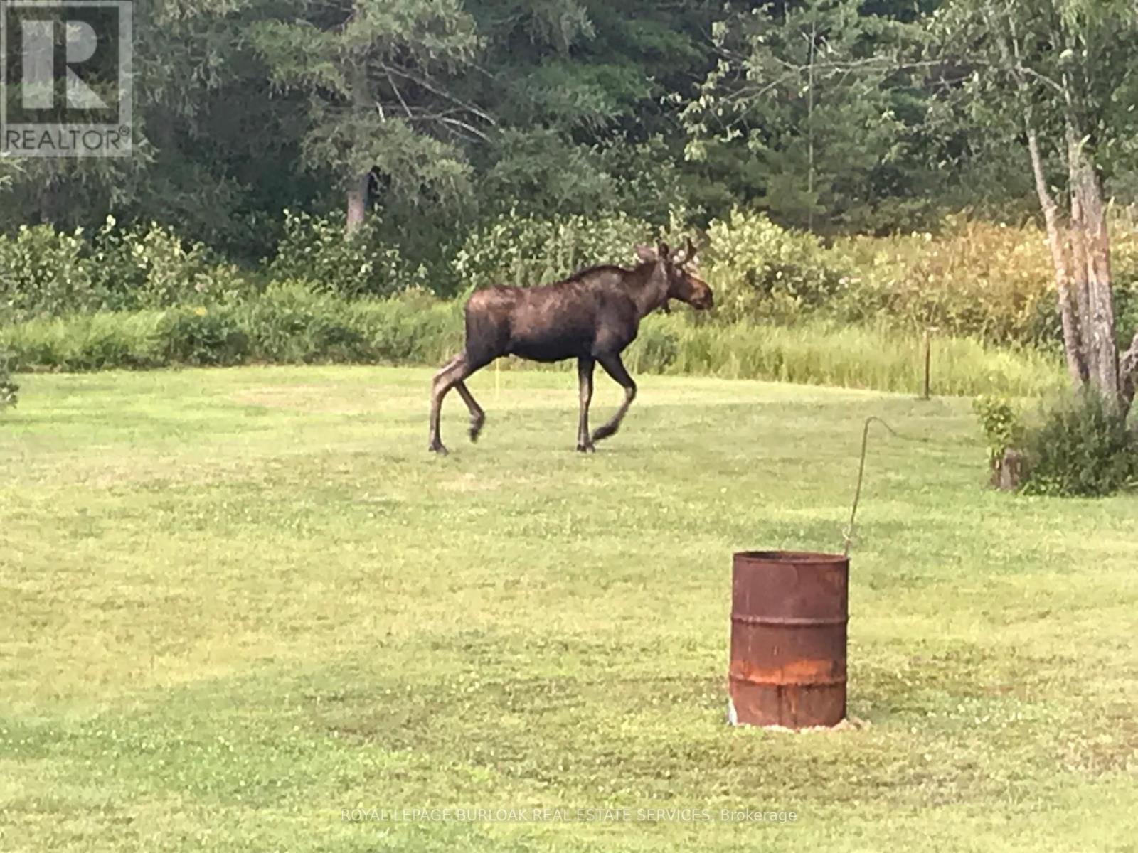 1650 Purbrook Road, Bracebridge, Ontario  P1L 1X3 - Photo 46 - X12780022