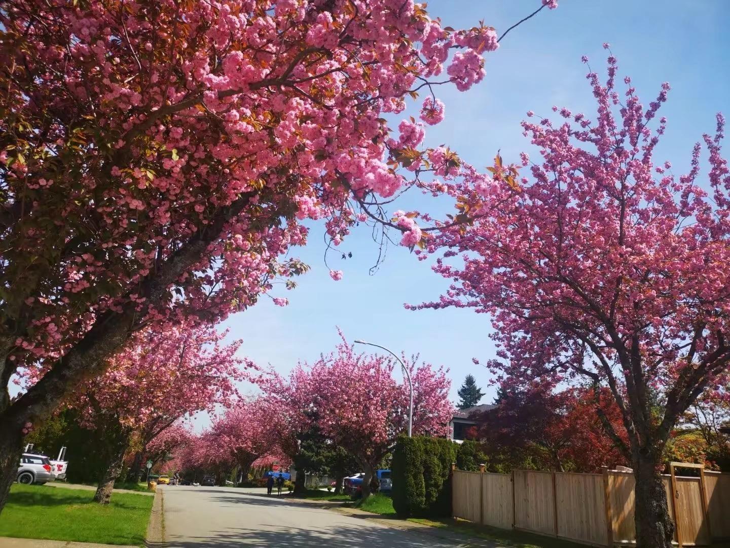 15759 101 Avenue, Surrey, British Columbia  V4N 2S5 - Photo 36 - R3085854