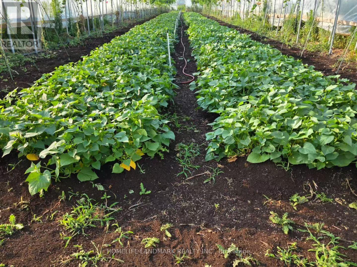 110 Aileen Avenue, King, Ontario  L3Y 4V9 - Photo 13 - N12781950