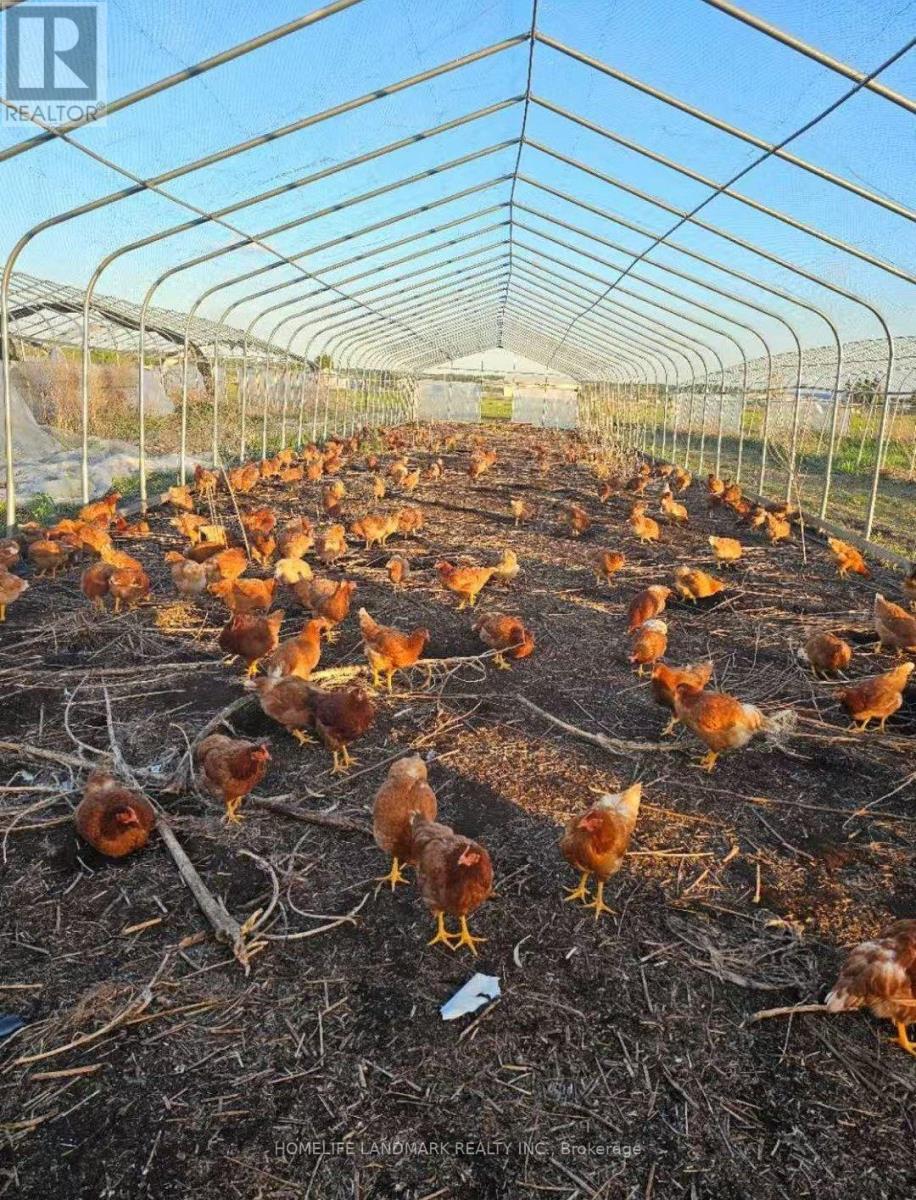 110 Aileen Avenue, King, Ontario  L3Y 4V9 - Photo 6 - N12781950