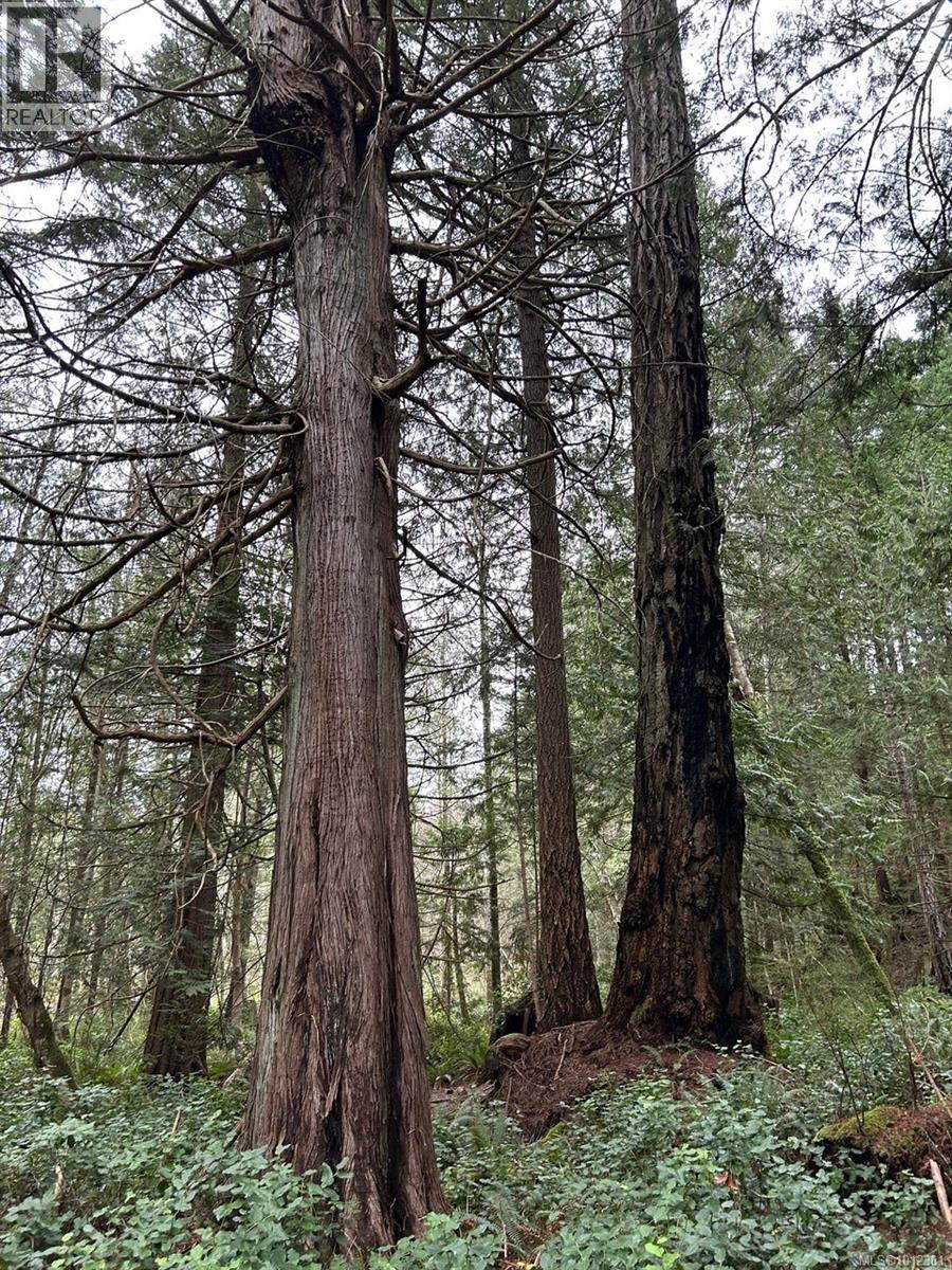 6375 St Johns Point Rd, Hornby Island, British Columbia  V0R 1Z0 - Photo 10 - 1012361