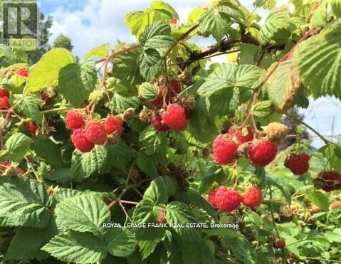 3071 5th Line E, Trent Hills (Campbellford), Ontario  K0L 1L0 - Photo 34 - X12774886