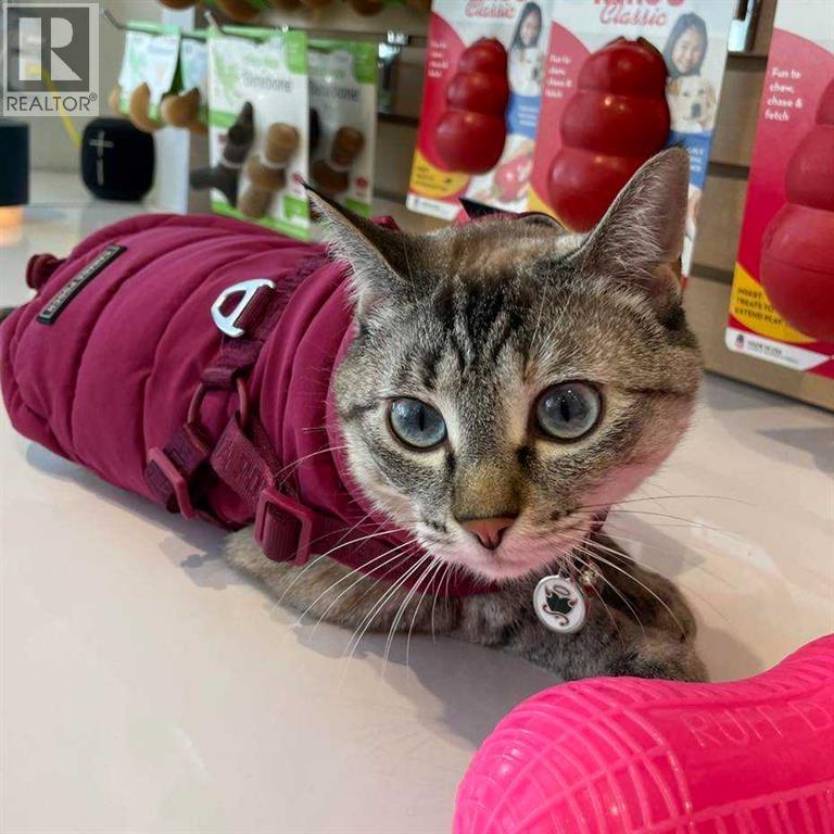 555 Red Deer Pet Place, Red Deer, Alberta  T4R 2K1 - Photo 2 - A2279895